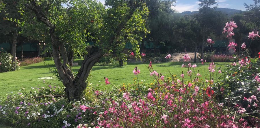 Progettazione e Realizzazione Giardini
